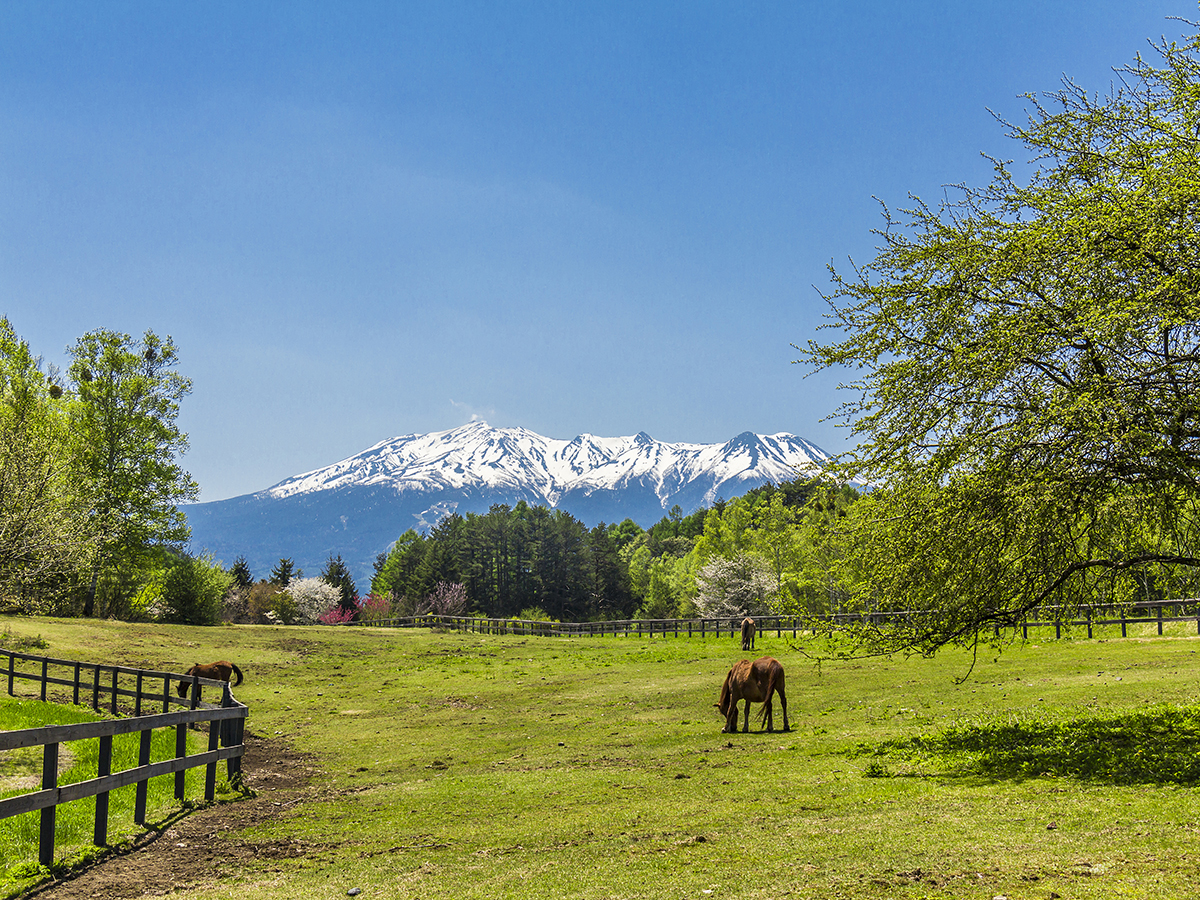 雪を頂く御嶽山を背に木曽馬が草を食む開田高原