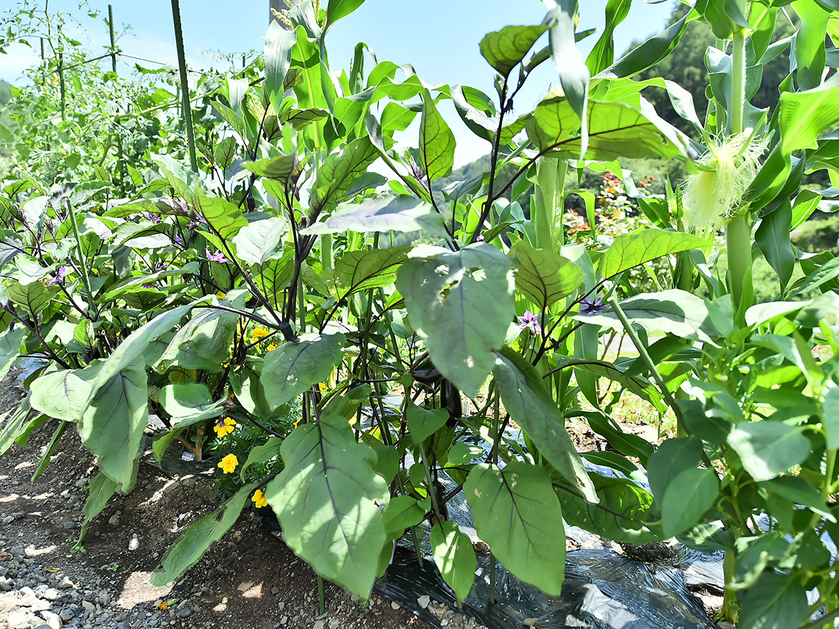 なすやとうもろこしが育つ夏の菜園