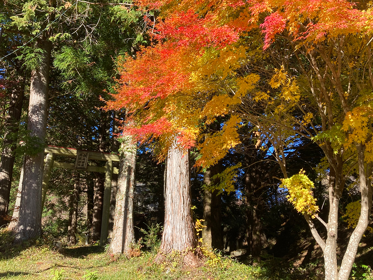 杉木立の鳥居と鮮やかに紅葉したもみじ