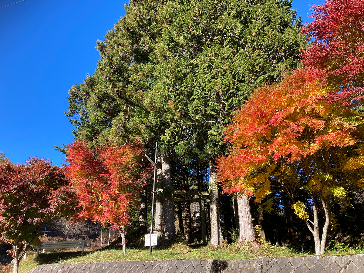 杉の大木と紅葉したもみじに囲まれた神社