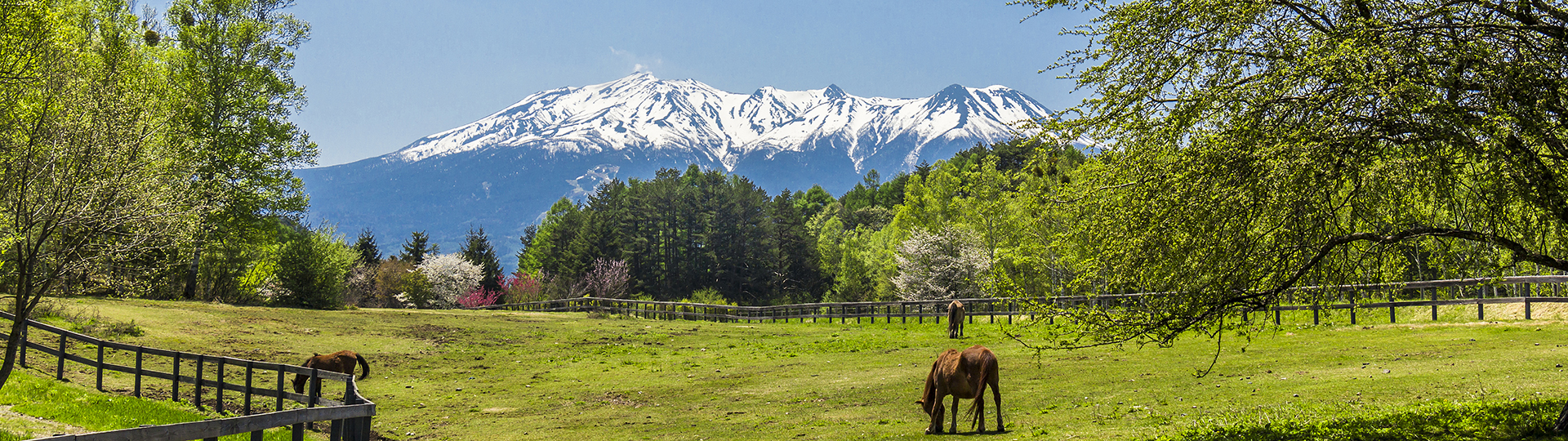 新緑の開田高原で草を食む木曽馬と、残雪の御嶽山